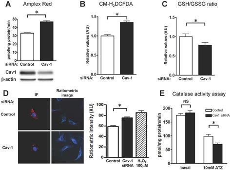 Effects Of Sirna Mediated Caveolin Knockdown On Ros Levels In