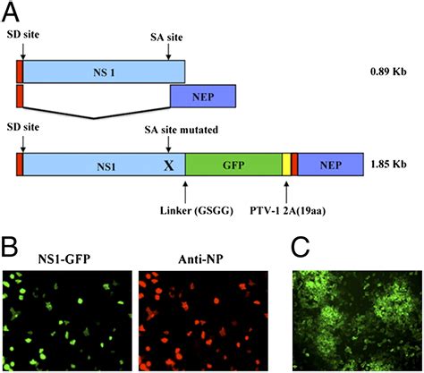 Analysis Of In Vivo Dynamics Of Influenza Virus Infection In Mice Using