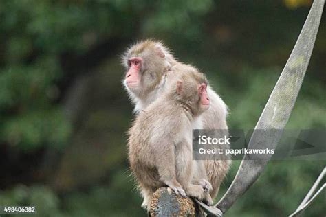 Monyet Jepang Foto Stok - Unduh Gambar Sekarang - 2015, 2016, Alam - iStock