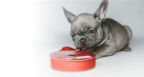 Adoption | Rescue FrenchBulldog