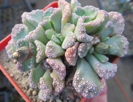 Mg Titanopsis Calcarea Cactus Shop