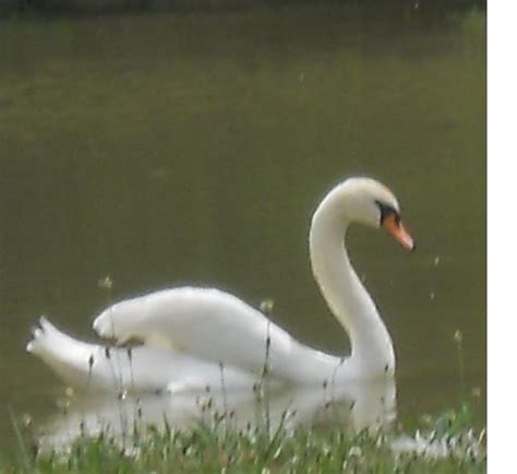 Projet Photographie Les Cygnes