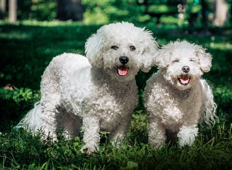 20 Curly-Haired Dog Breeds with Gorgeous Coats You Need to Know About