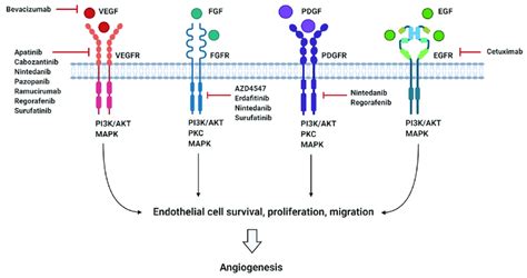 Summary Of The Main Pro Angiogenic Factors Vegf Fgf Pdgf And Egf