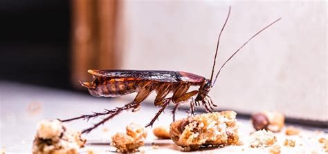 cockroach elimination  roach prevention massey services