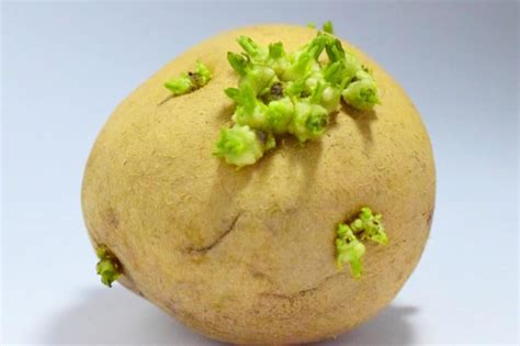 Planting Sprouted Potatoes is Easy as Pie