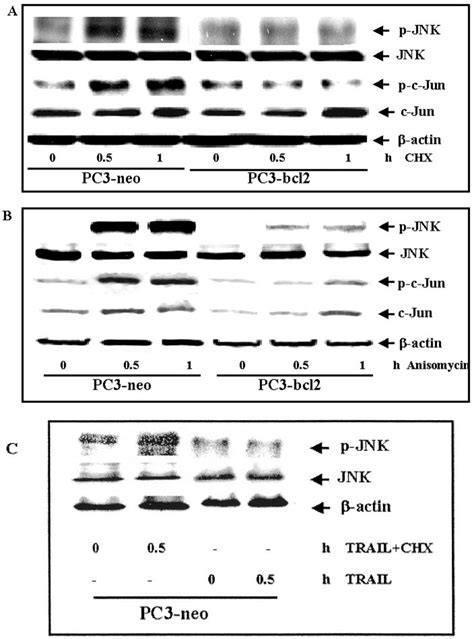 CHX And Anisomycin Activate JNK And C Jun In The Prostate Cancer PC3