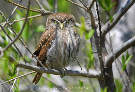 Mochuelo Cabur Glaucidium Brasilianum Mundiaves