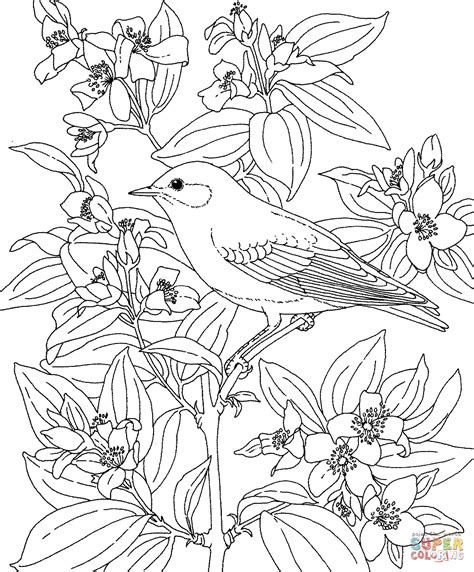 Mountain Bluebird and Lewis's mock-orange Idaho Bird and Flower ...