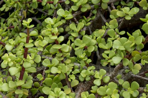 Come Curare Un Albero Di Giada I Consigli Per Mantenerlo Sano E Rigoglioso