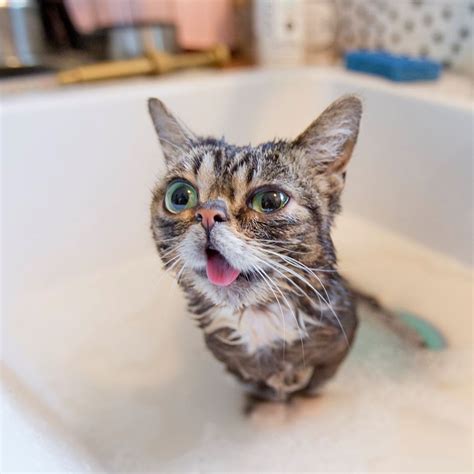 Pin By Lillian Perry On In Loving Memory Of Lil Bub Cool Pets Cats