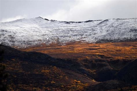 Dinosaur Paradise in Alaska: The Coliseum Site Reveals Thousands of ...