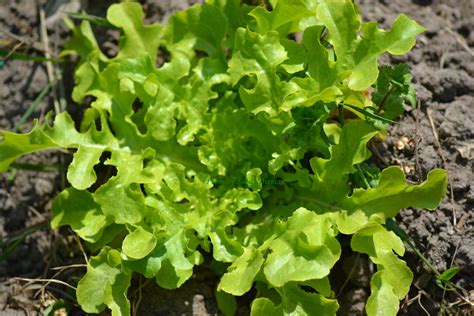 Lettuce Green Oakleaf Vegetables Lettuce Premier Seeds Direct Ltd