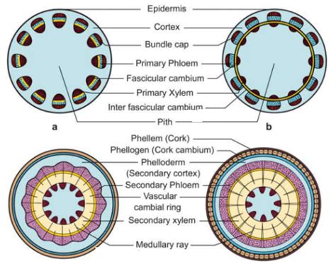 Dicot Stem Anatomy