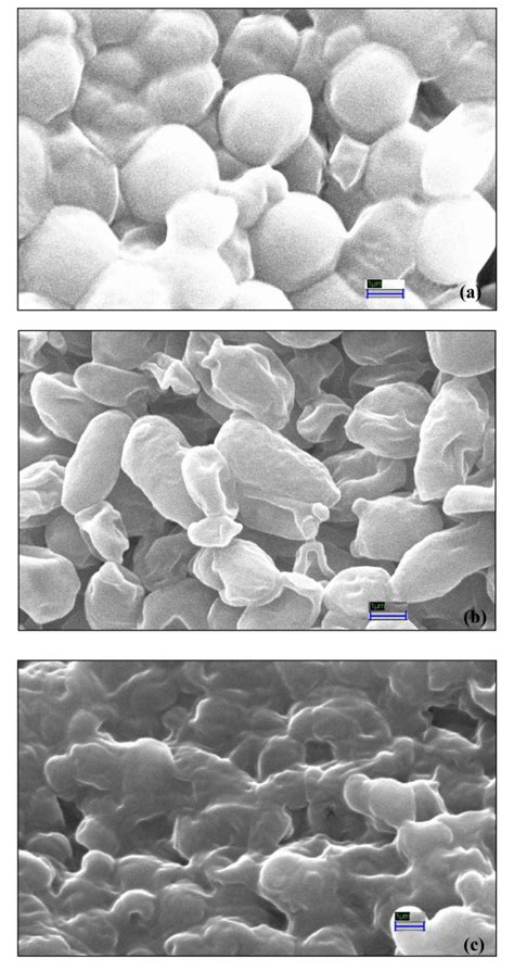 Scanning Electron Micrographs Of Untreated And Treated 24 H C