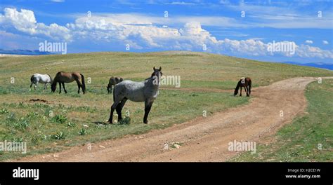 Wild Horse Mustang Blue Roan Stud Stallion with his herd of mares in ...