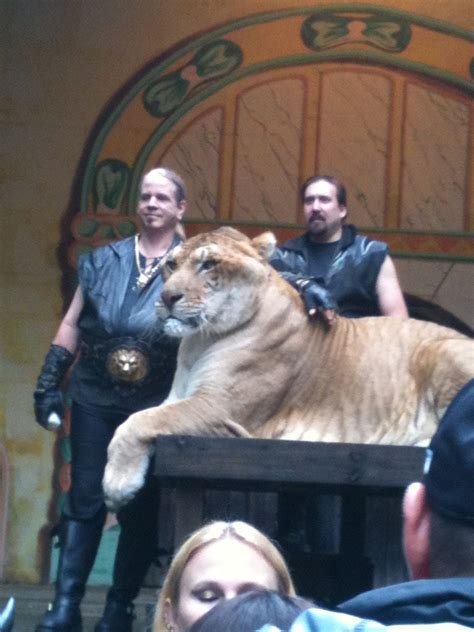 Hercules the 900 pound Liger! | Liger, Animals, Hercules