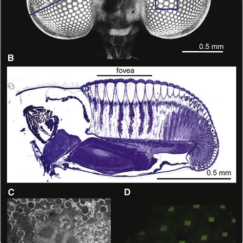 Structural Specializations Of The Holcocephala Eye A Two Photon Image