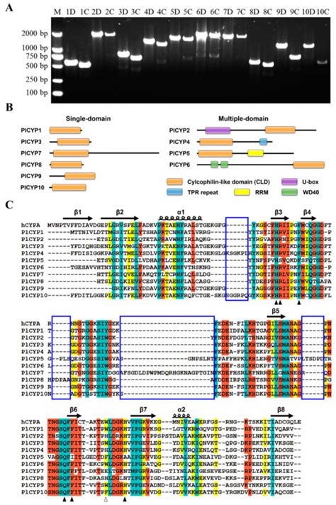 Egg Carton Labels Template New Ijms Free Full Text Genome Wide