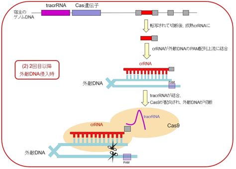 ゲノム編集の原理と手引き～crisprcas9とは？ Learning At The Bench