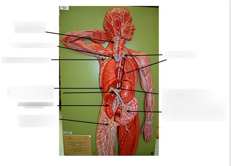 Lymphatic Model Diagram Quizlet