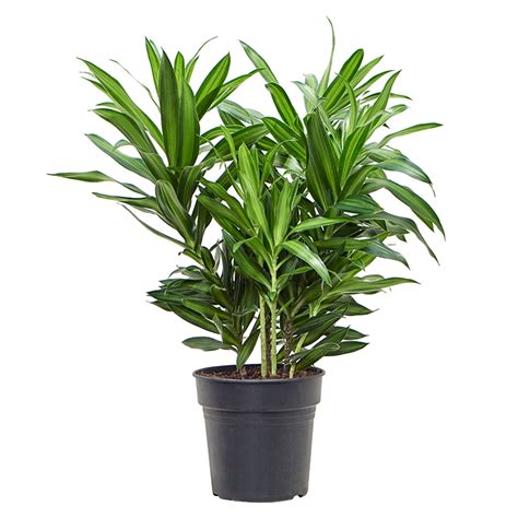 Dracaena Pleomele Reflexa Song Of Jamaica Kopen PlantenShop24