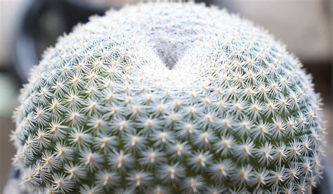 Comment Entretenir Un Cactus En Extérieur Jardiland