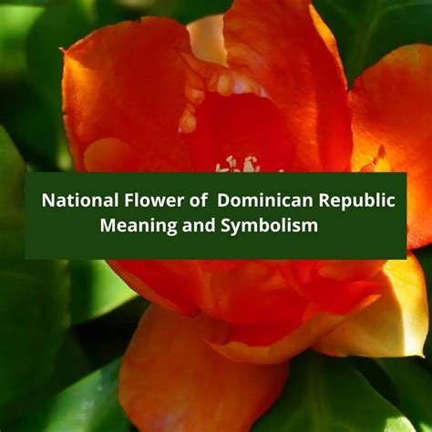 Dominican Republic National Flower Best Flower Site