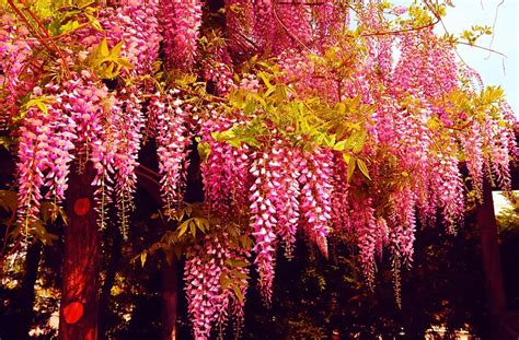 Rare Pink Wisteria Bonsai Tree Seeds | Flowering Bonsai | Plantly