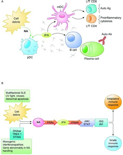 A Schematic Representation Of Interferon IFN Perspective In