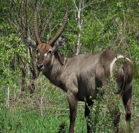 Waterbuck Antelope Deer - Free photo on Pixabay - Pixabay