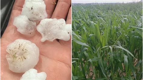 Un tormenta de granizo y viento causa daños en 800 hectáreas de cultivo