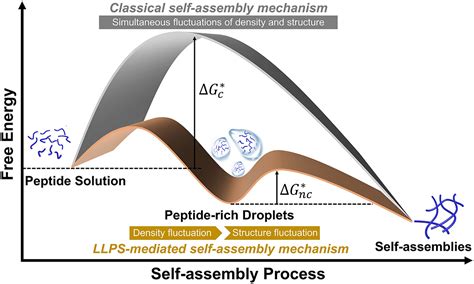 Peptide Self Assembly Through Liquid Liquid Phase Separation Chem