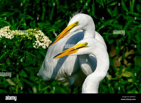 Egret feathers up close hi-res stock photography and images - Alamy