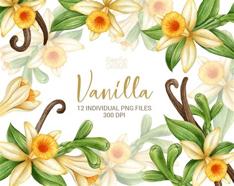 Watercolor Vanilla Flowers Beans Clipart Yellow Vanilla Etsy