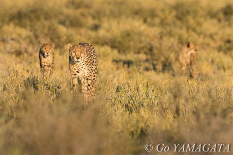 カラハリ砂漠でチーターの狩りを狙う：山形豪・自然写真撮影紀 Itmedia News