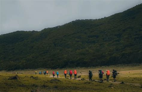 Potret Alun Alun Surya Kencana Surga Edelweiss Gunung Gede