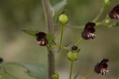 Scrophularia Peregrina