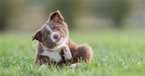 Border Collie For Adoption | Adopt A Border Collie | Petmeetly