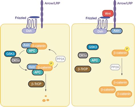 Pdf The Wnt Signaling Pathway In Development And Disease