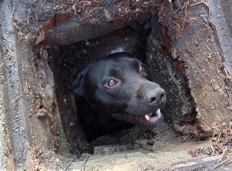 Bosconero Cane Resta Incastrato In Un Tombino Salvato Dai Vigili Del