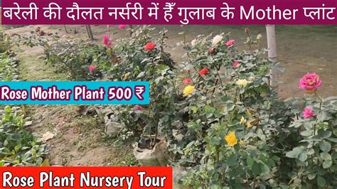 Rose Plant Nursery Visitdaulat Nursery Visit Bareillyplant Nursery