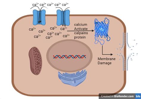 Diagrammatic Representation Show Calcium Influx Activates The Protease