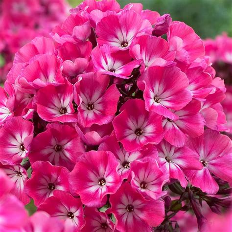 Buy Phlox Phlox Paniculata Alexandra Pbr