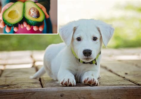 Cachorro Pode Comer Abacate Entenda Os Riscos E Benef Cios