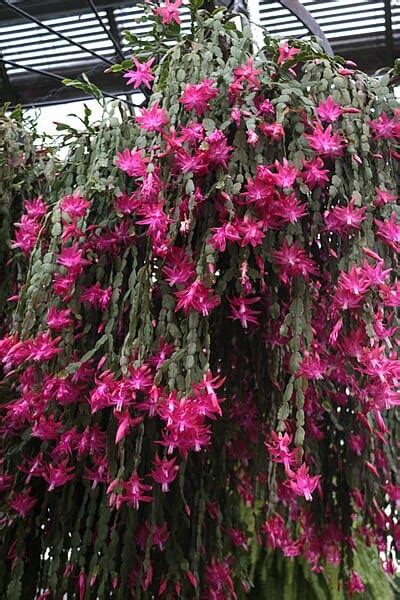 How To Grow A Bigger Christmas Cactus