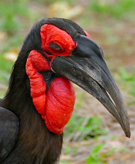 African Ground Hornbill Still Missing From Honolulu Zoo Hawaii