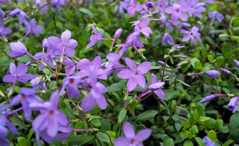 Phlox stolonifera 'Blue Ridge' | Perennial in Lexington, KY | Michler's