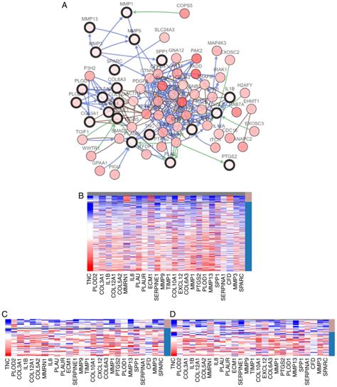 Screening And Identification Of Potential Target Genes In Head And Neck