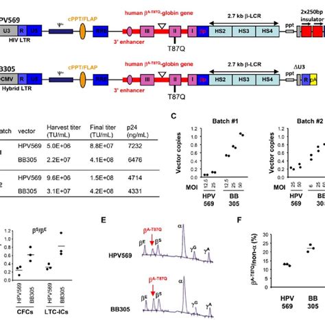 In Vitro Evaluation Of LentiGlobin Lentiviral Vectors A Diagram Of